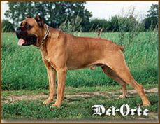 maikol