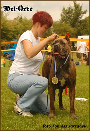 del orte cane corso