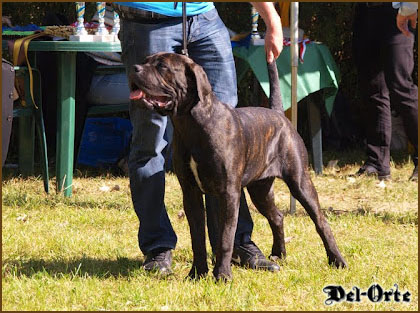 mister perfect del orte